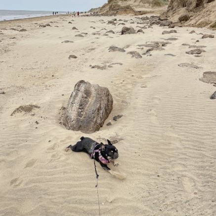 Photo of North-West Director Kash's Dog on a beach